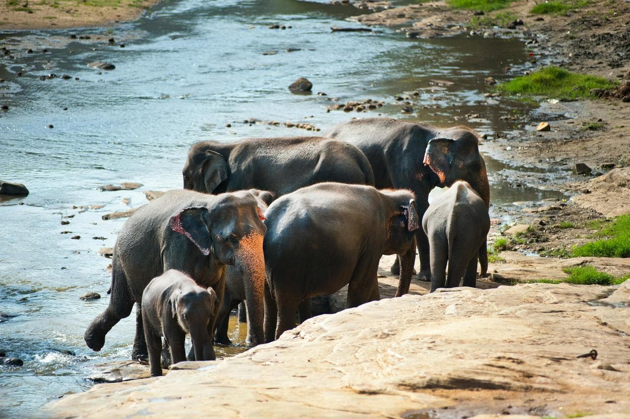 Sri Lanka Elephants