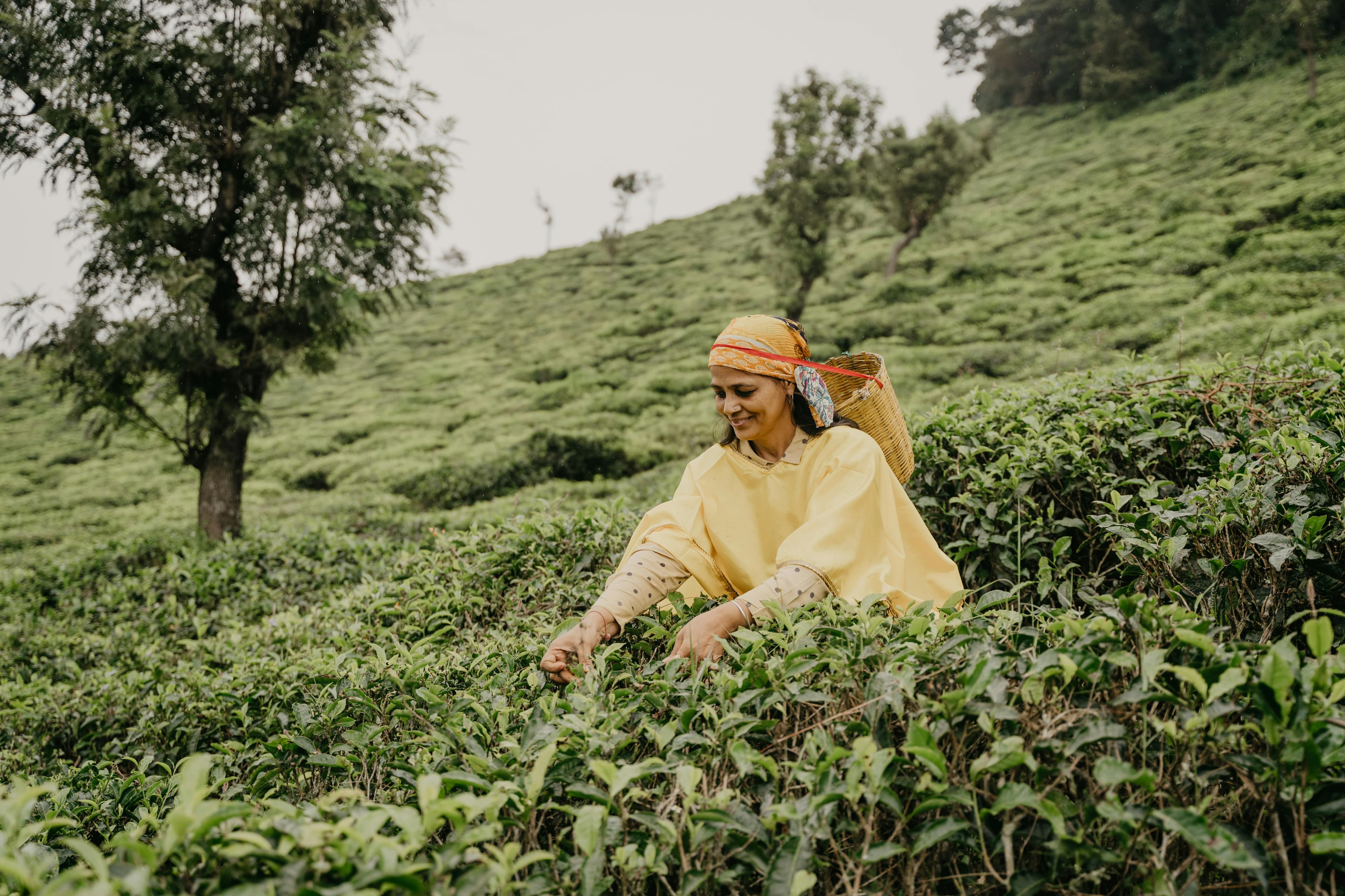 Tea picker in Sri Lanka tea plantation