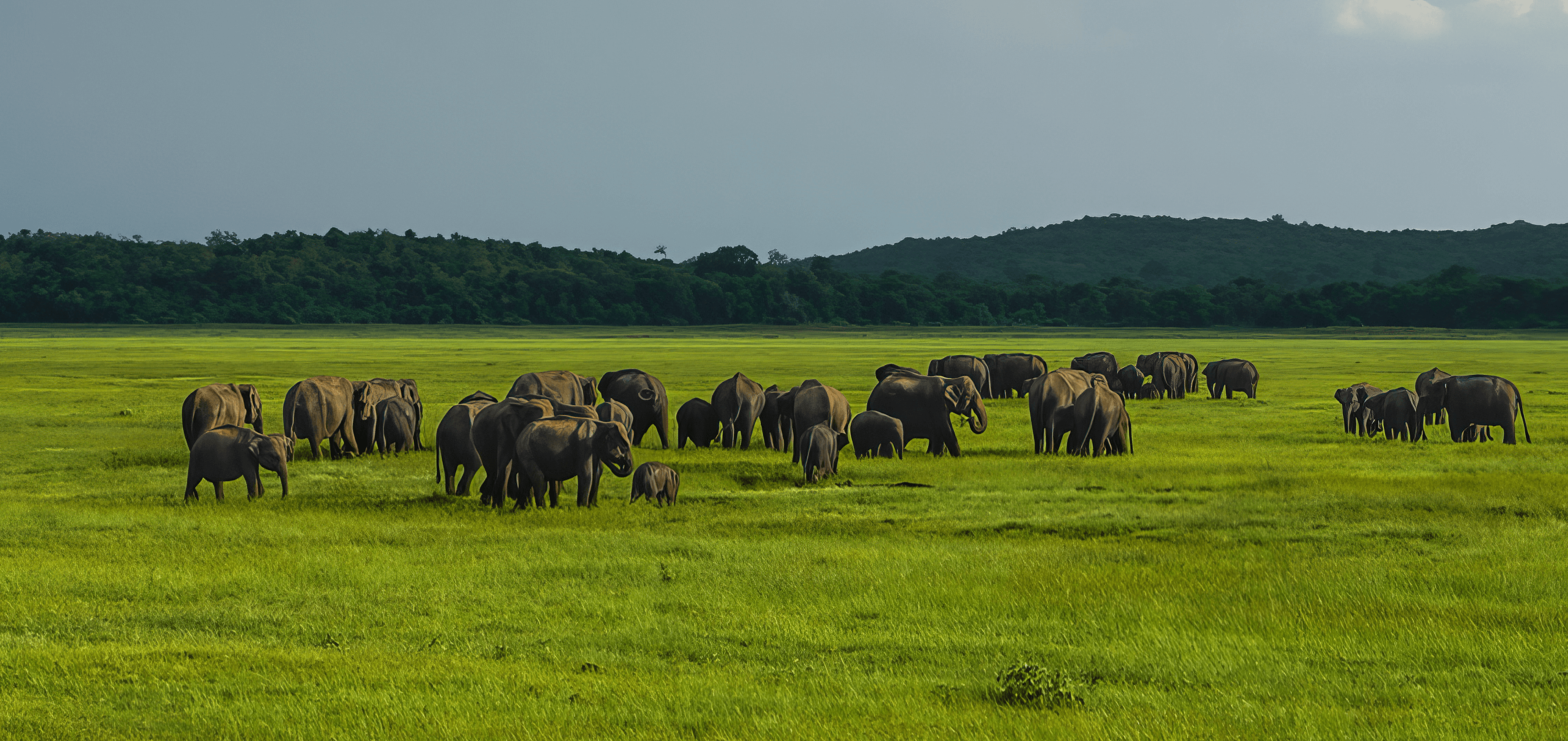 07 Days Splendor of Sri Lanka